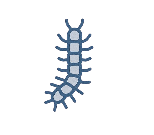 Eichenprozessionsspinner